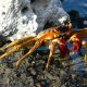 52- Crabe rouge sur les bords du hoa 